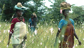 a_trabalhocampafrica.jpg