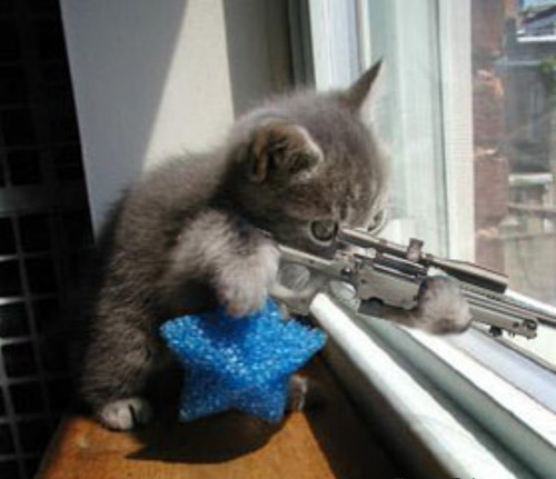 Sniper_Kitten.jpg