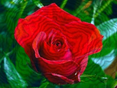 [clip_image0183.jpg]