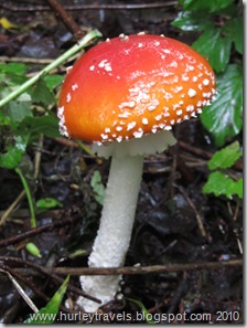 This is a real mushroom growing wild in the forest in southcentral Alaska. 