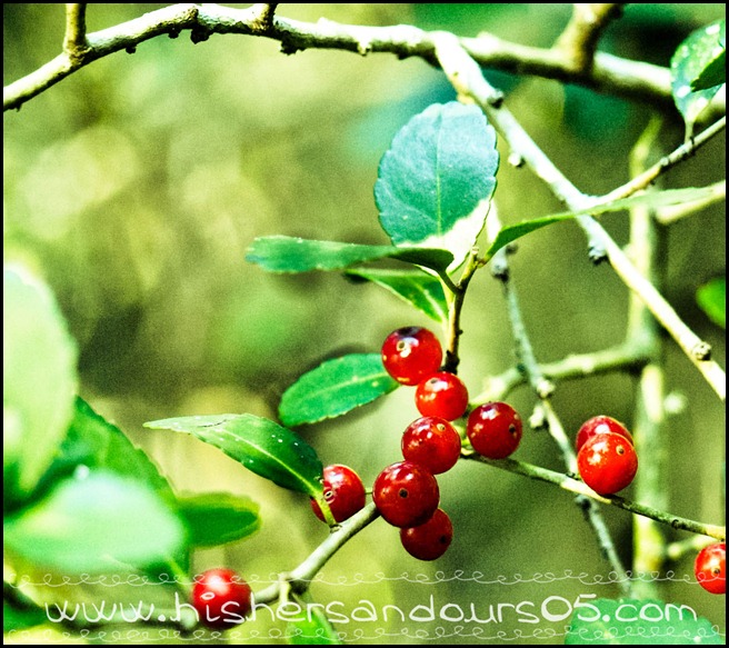 Holly Berry Tree