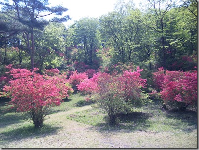 20090510霧降画像