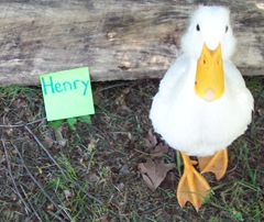 Henry Photo-op 001