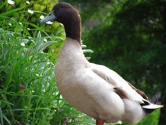 Ducks III (67)
