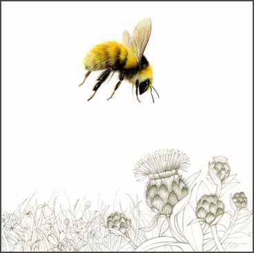 [great yellow bumble bee sm[4].jpg]