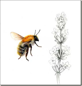 bombus pascuorum sml bombus pascuorum sml