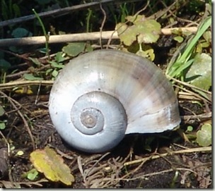 snail.sm jpg