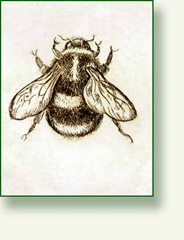bee detail