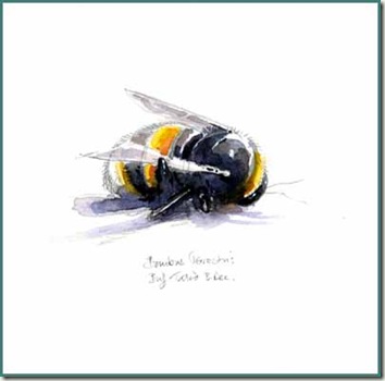 Bombus terrestris sketch sm