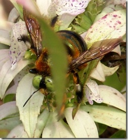 carpenter bee s