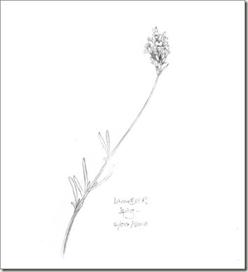 lavender 2 sm