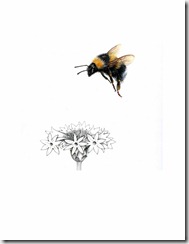 Garden Bumble Bee, Bombus hortorum
