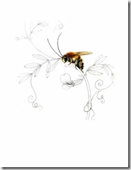 Long horned Bee