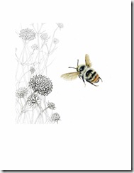 Shrill Carder Bee
