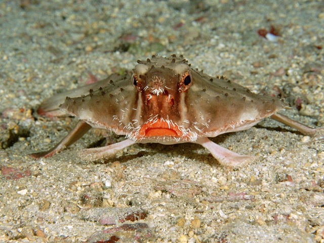 [Red-LippedBatfish[3].jpg]