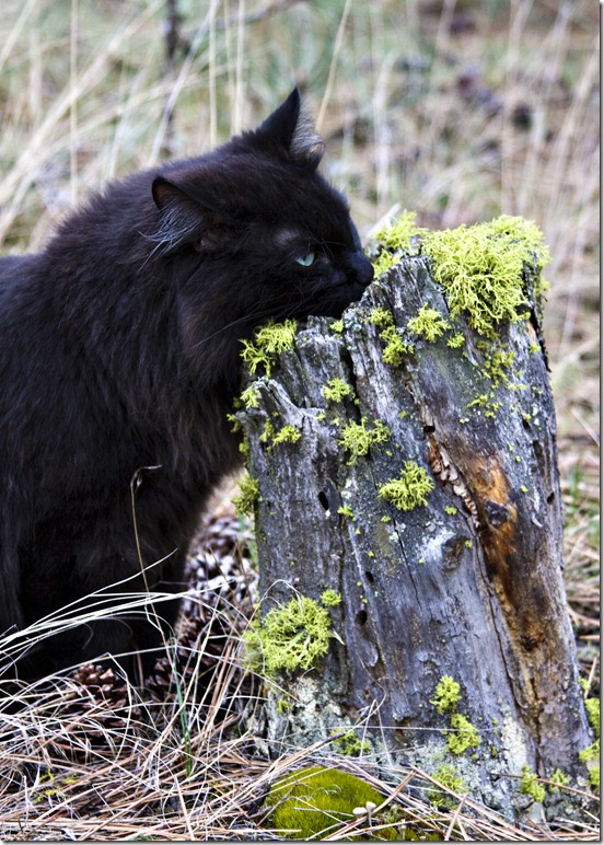 Monte eating moss on stump