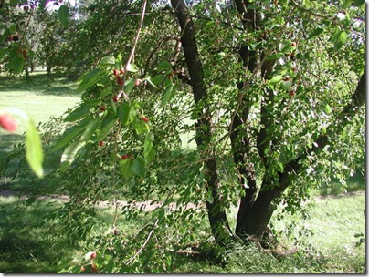 P1010115
