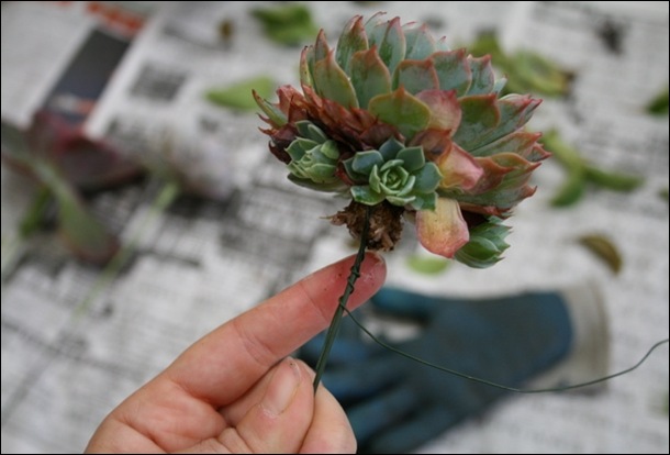 succs5 flora grubbs