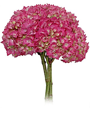 [Hydrangea_neon_pinkgreen[1].jpg]