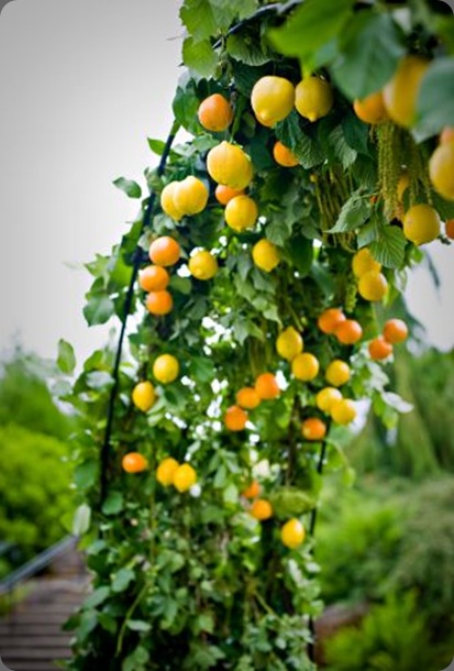 archway-decorated-with-citrus-Oregom-Gardens-Françoise-Weeks