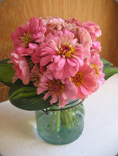 IMG_5840 little pheasant