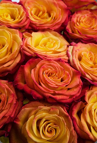 4C0B00985_20090603_lg calyx flowers