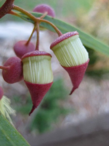 [IMG_0258sepalandtwigeucalyptus6.jpg]