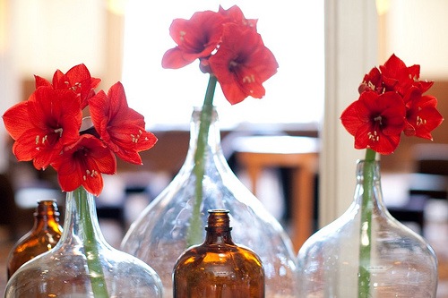 [4339921326_0472d4ff15branchingouteve[1].jpg]