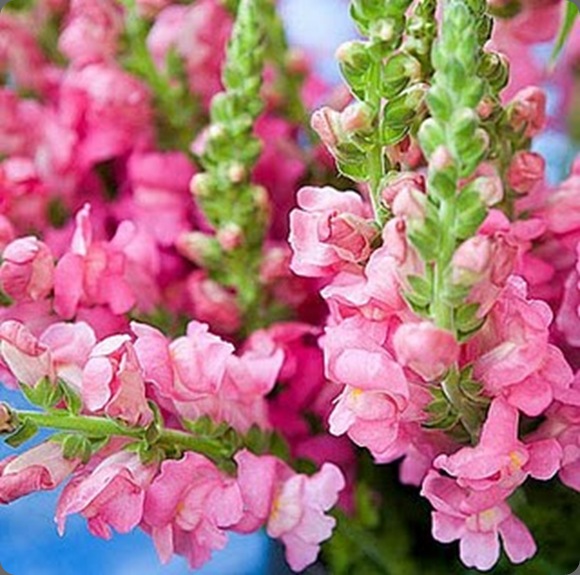 tumblr_l86bkmaW0B1qzlriyo1_400 la belle vie