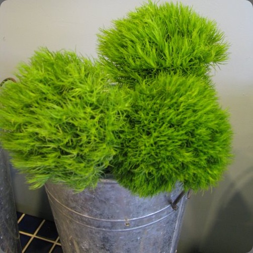 6a012877361374970c0134888fd871970c green trick carnation fly me to the moon 6a012877361374970c0134888fd871970c green trick carnation fly me to the moon