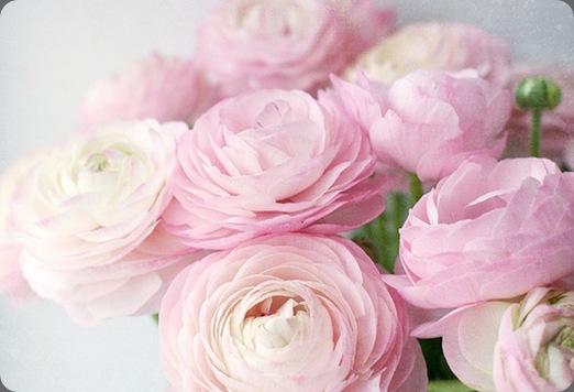 inspiration   photography elena