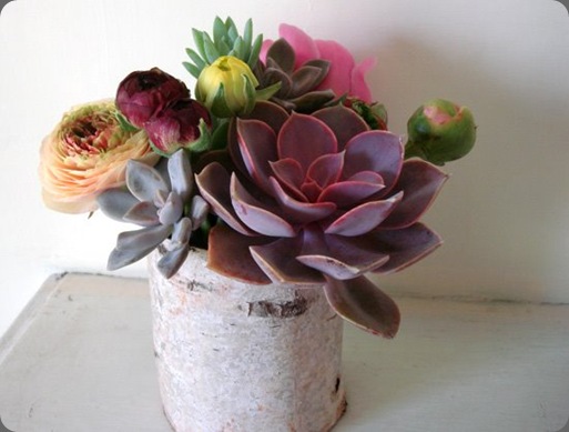 DSC02680 small stump blogspot