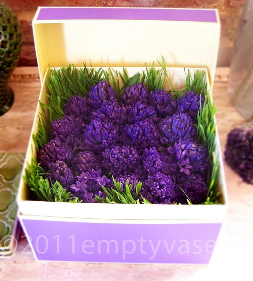 [hyacinth-empty-vase4.jpg]