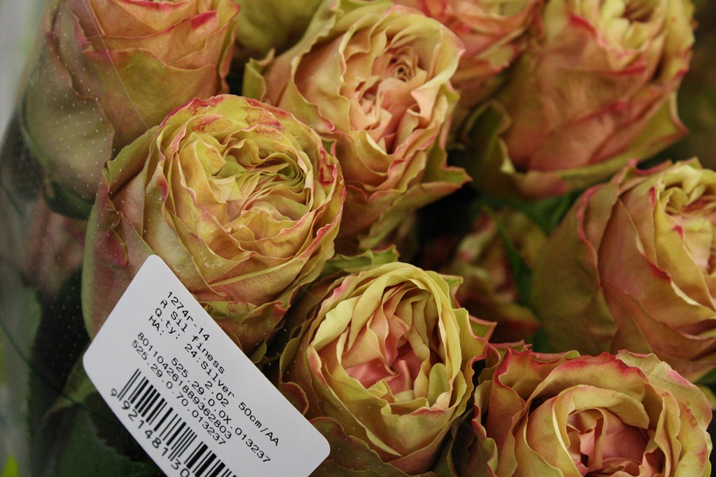 [r-sil-finess-rose-via-flirty-fleurs5.jpg]
