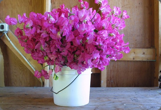 floret flowers sweet peas