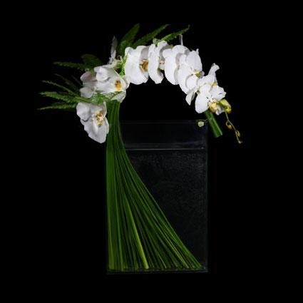 [Blossoming Canopy[5].jpg]