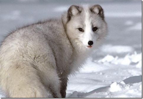male arctic fox