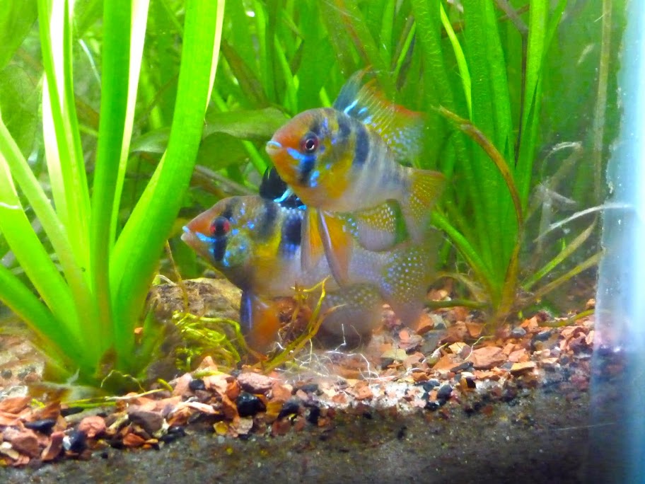 60L tank stocking options? Reptile Forums