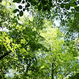 canopy