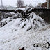 . . .the weight of the wet snow brought the 7 ft tall bush to the ground. . .