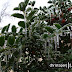 The front bushes coated in ice. . .