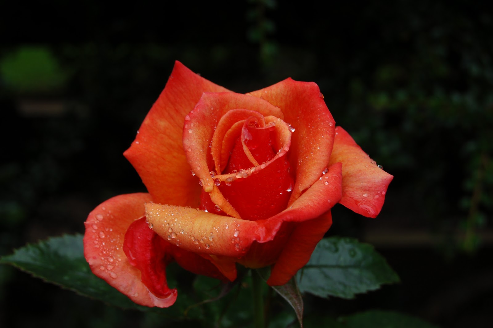 [DSC_1377.JPG]