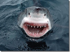 jaws11 jaws11