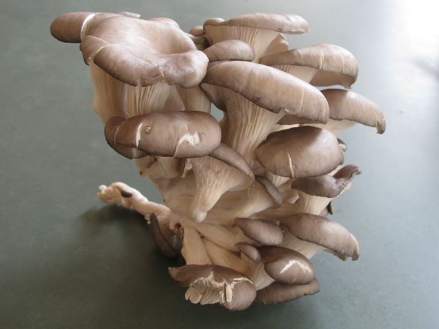 [mushrooms_00124.jpg]