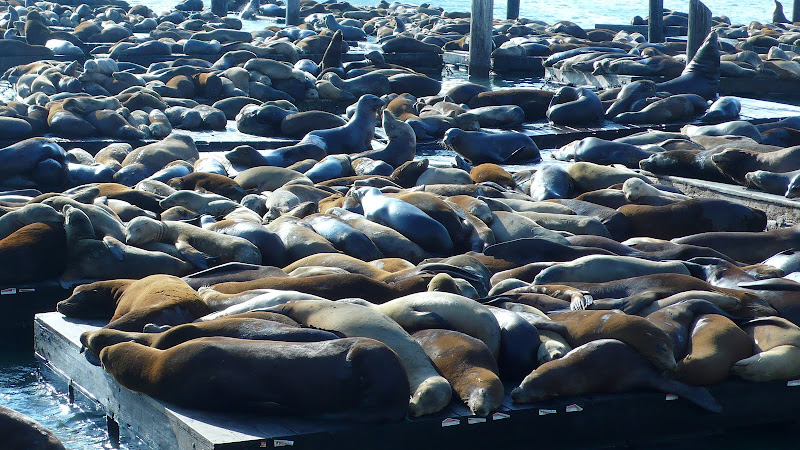 sea lions