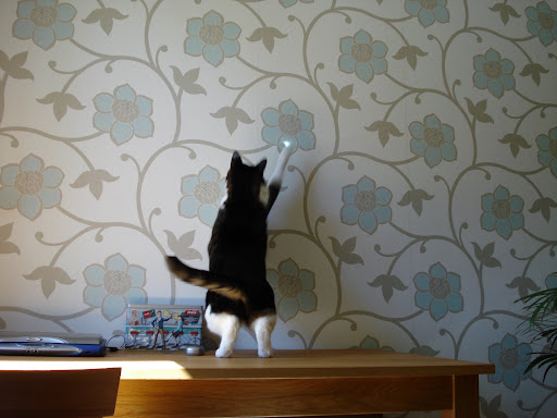 http://lh3.ggpht.com/_j8kYk0yMgTY/RrGZ-ZhMGZI/AAAAAAAAAFE/BgICG5Ojq5Q/katten+jagar+en+solkatt.JPG