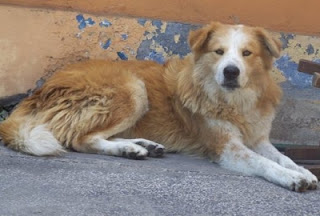 m_perrito cruce collie.jpg