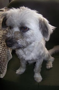 m_perritaAdopciones20091.jpg