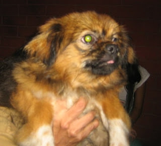 m_perritocrucepekinesSanLuis.jpg