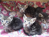 m_dos gatitos paolita.jpg